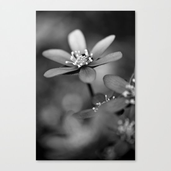 Blue spring flower Hepatica in bw Canvas Print