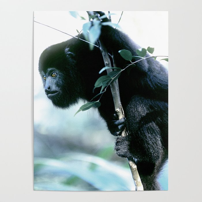 Howler Monkey in Costa Rica Poster