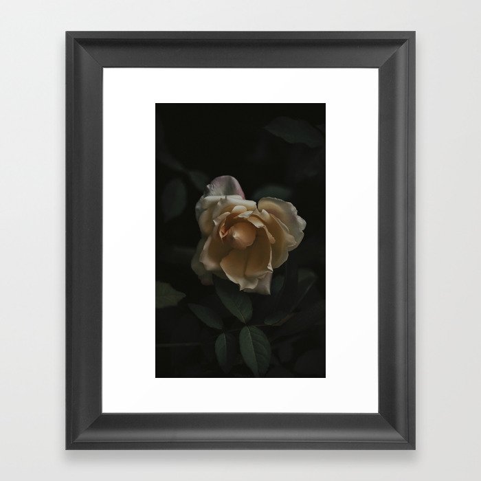 FLOWER • Rose Photography #2 •  Vintage Framed Art Print