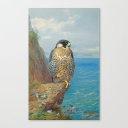 Peregrine at Auchencairn by Archibald Thorburn, 1923 (benefitting The Nature Conservancy) Canvas Print