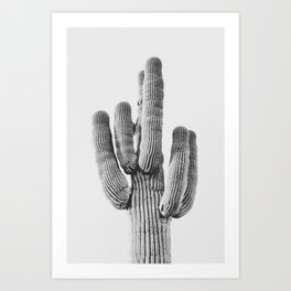 DESERT CACTUS XIX / Scottsdale, Arizona Art Print