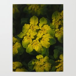 Euphorbia Poster