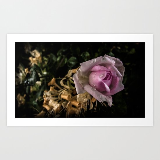 Rose 3 Art Print