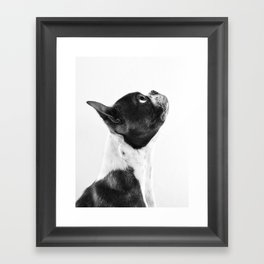 Boston Terrier Profile Framed Art Print