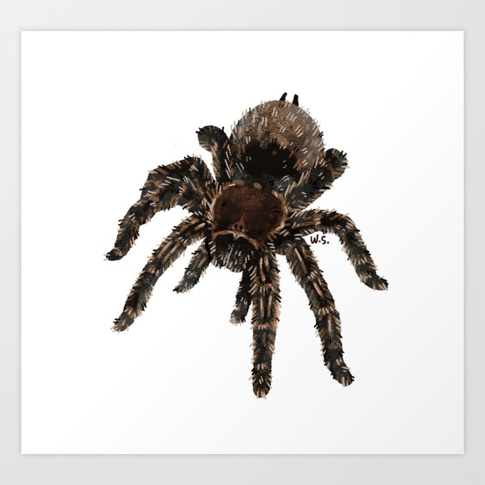 Tarantula Spider drawing Art Print by Tarantula Heaven | Society6