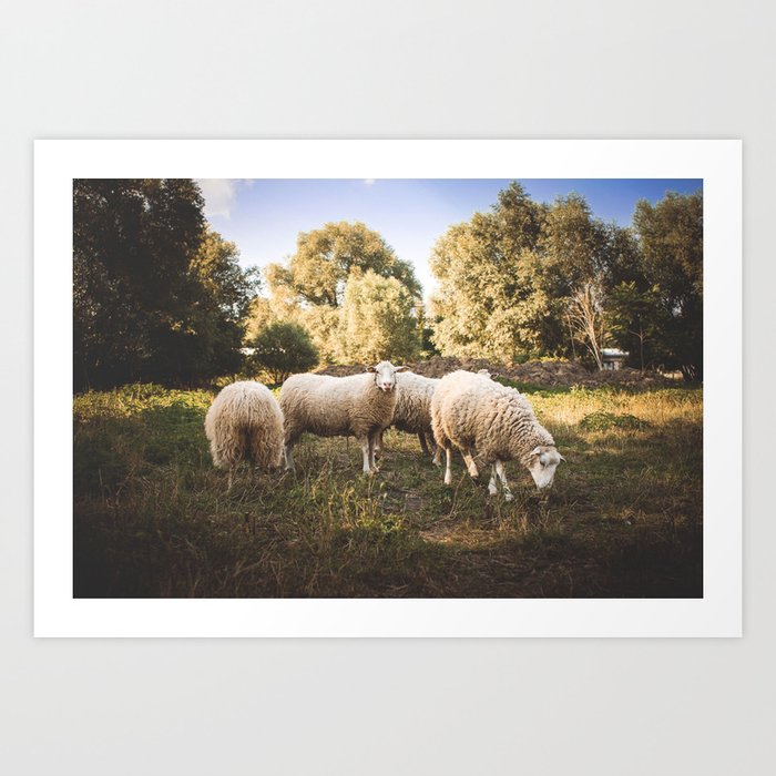 dark sheep herder art dark sheep herder art