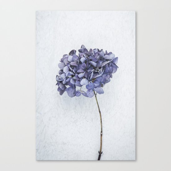 Dried Blue Hydrangea Canvas Print