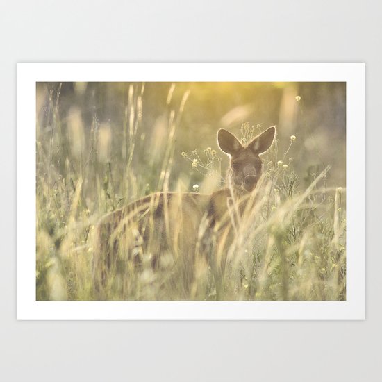 Sneaky Kangaroo in the Evening Sunset Art Print