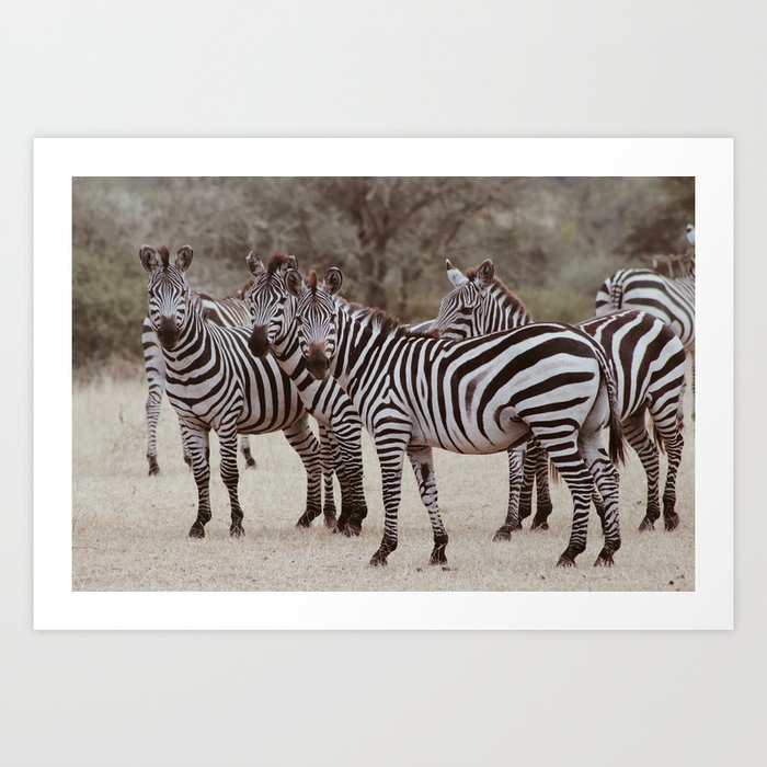 Serengeti zebras Art Print