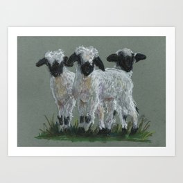 Valais Blacknose Lambs Art Print
