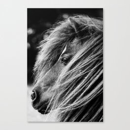 Portrait of a Shetland Pony, Monochrome Canvas Print