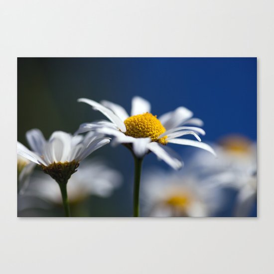 Marguerite Daisy3609 Canvas Print