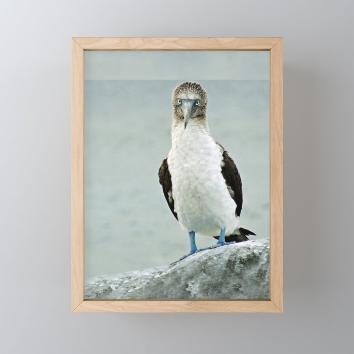 blue-footed booby Framed Mini Art Print