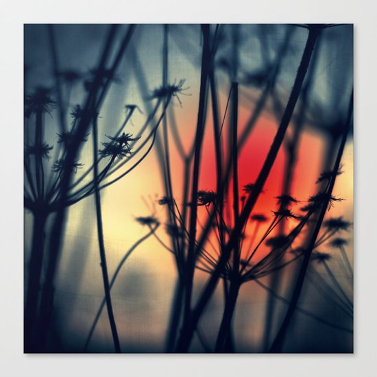 Shapes - dry weeds at sunrise Canvas Print