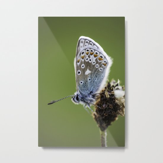 Common Blue Butterfly 2 Metal Print