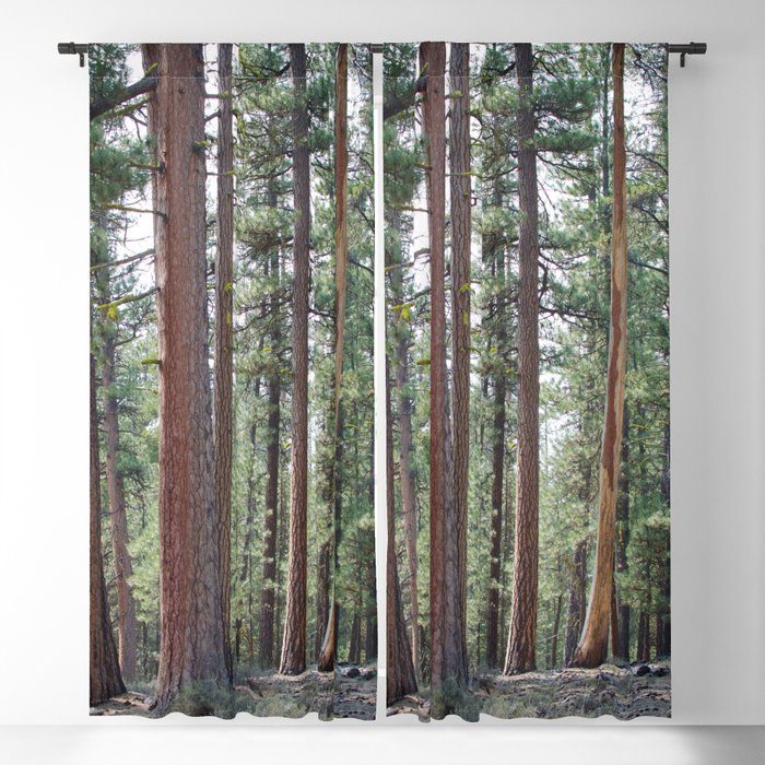 Ponderosa Pine Forest Blackout Curtain