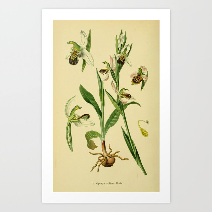 Botanical Orchid Art Print