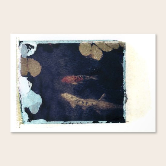 Koi Canvas Print