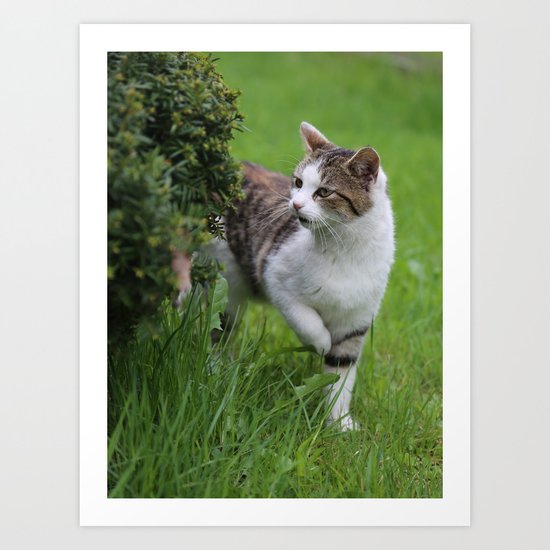 house cats Art Print