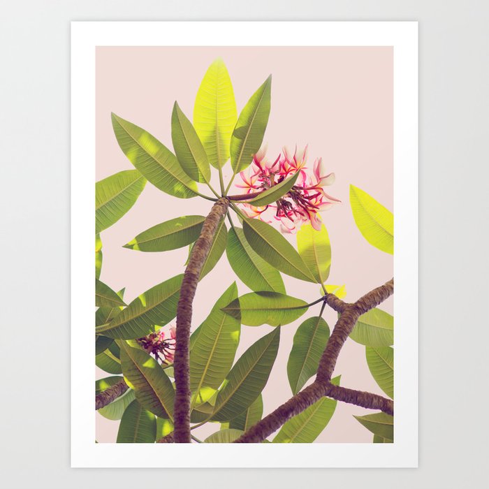 Tropical Plumeria - Boho Botanical, Nature Photography Art Print
