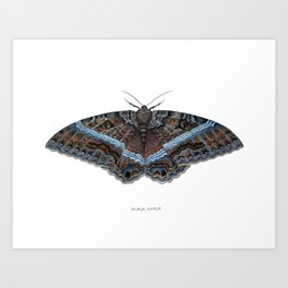 Black Witch Moth Art Print