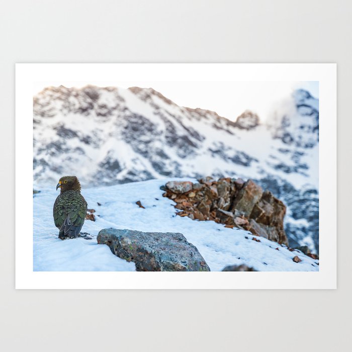 Kea Parrot Bird In The Snow Mountains Of New Zealand Art Print By Arianeart