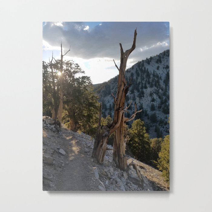 Ancient Bristlecone Pine Forest #2 Metal Print