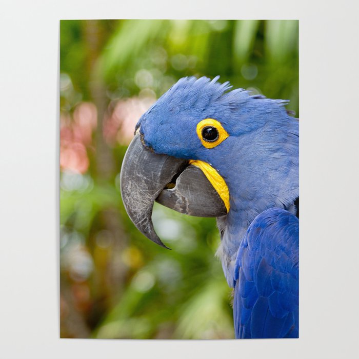 Blue Hyacinth Macaw - Anodorhynchus hyacinthinus Poster
