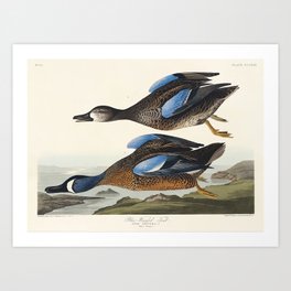 Blue-Winged Teal from Birds of America (1827) by John James Audubon Art Print