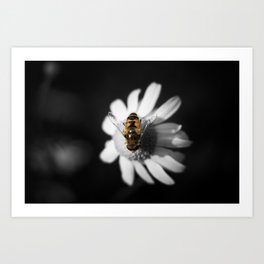 A Bee on a daisy flower Art Print