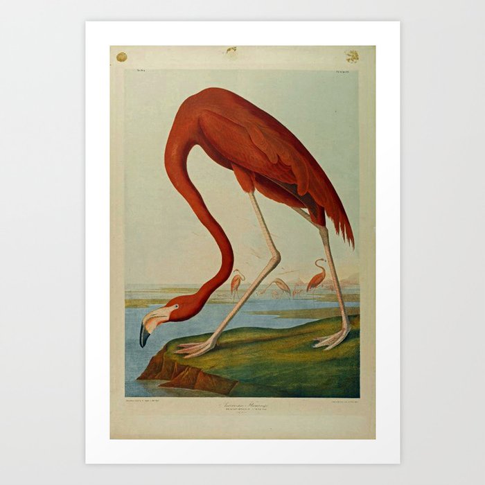 American Flamingo by John Audubon (1785 – 1851) Reproduction. Art Print