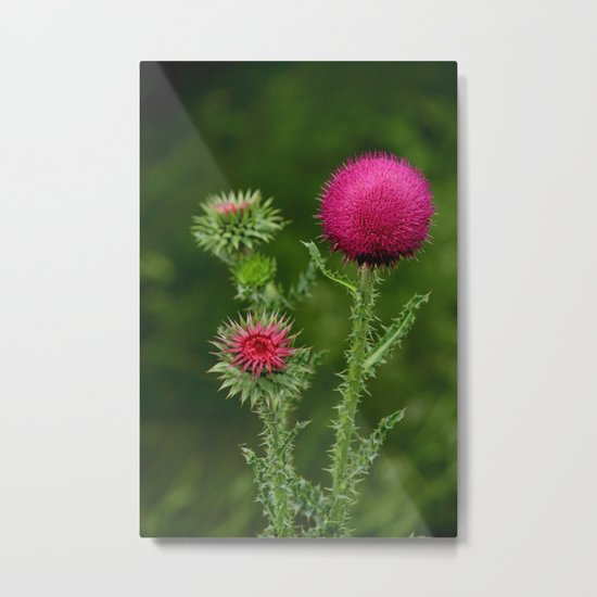 Prickly beauty Metal Print