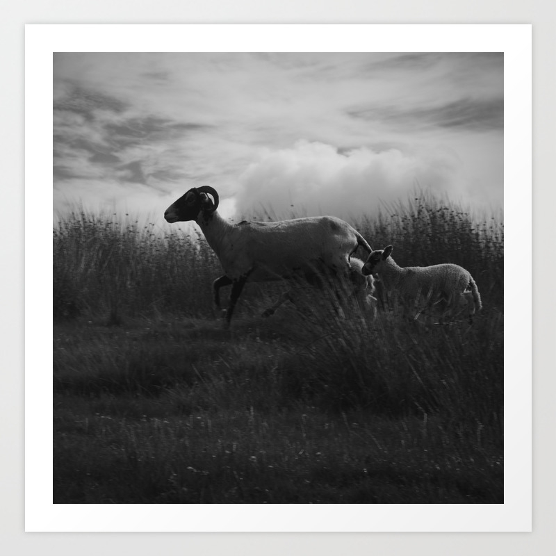 Sheep Running In Peak District Art Print By Jameschaos Society6