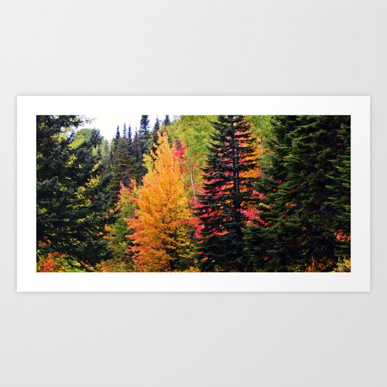 Deep in the Forest (Fall Colors) Art Print