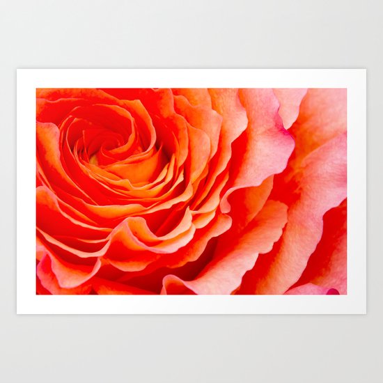 Rose Art Print