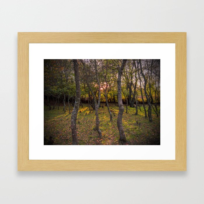 Forest, sunset, art photography at the bulgarian village Lisicite Framed Art Print