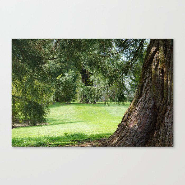Tree in the Park Canvas Print