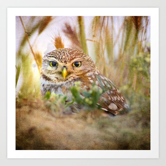 Owl eyes. Sunset in the eyes Art Print