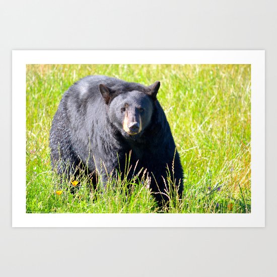 Alaskan Black Bear II Art Print