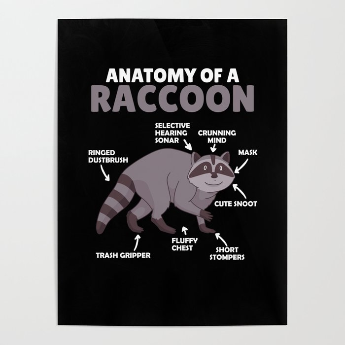 Sweet Raccoon Explanation Anatomy Of A Raccoon Poster