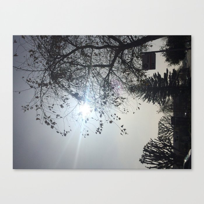 Sun Caressing the Trees. Canvas Print