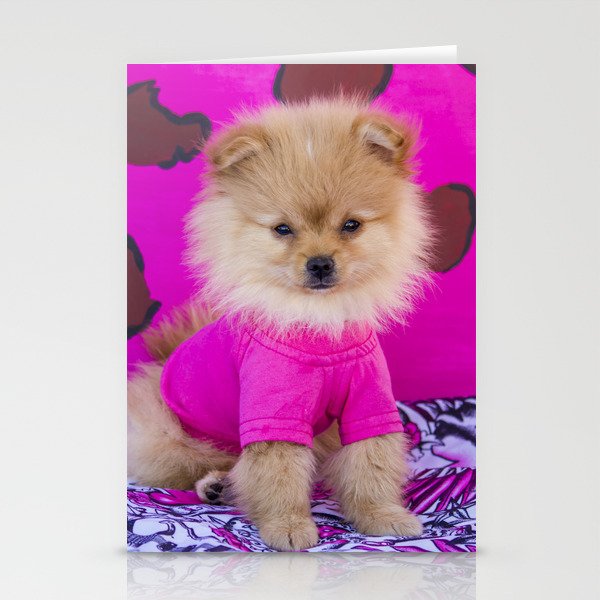 Pomeranian stuff sales