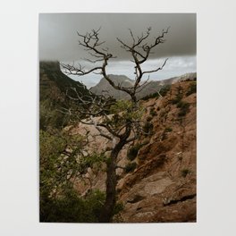 Big Bend Mountain Tree Poster