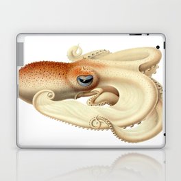 The Angel octopus, (Velodona togata) Laptop Skin