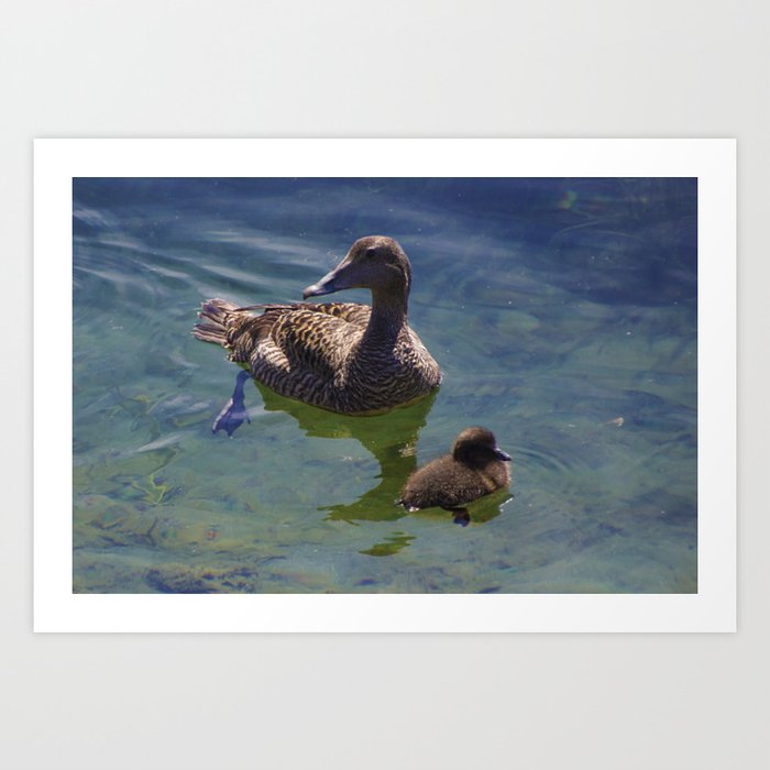 Mama duck and duckling Art Print