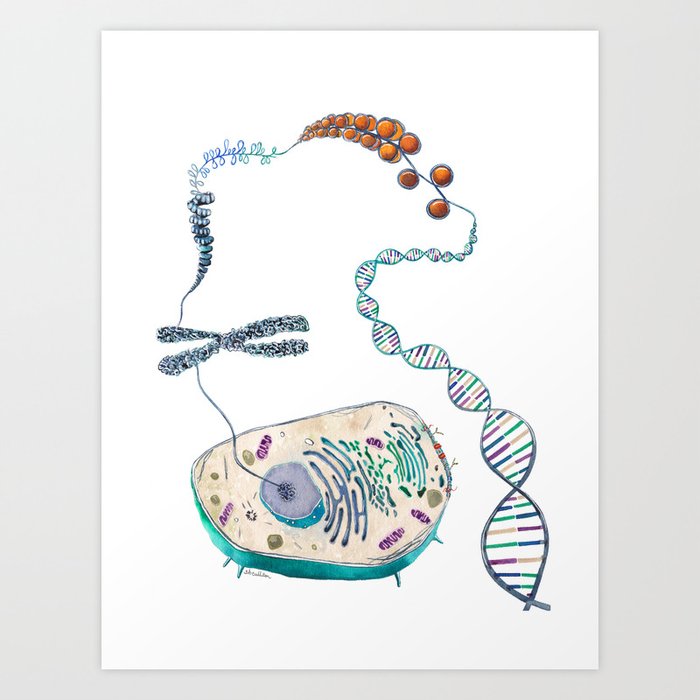 Cell to Helix Art Print