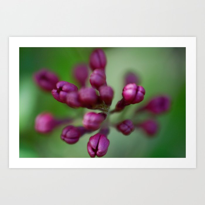 Arboretum Lilac Art Print