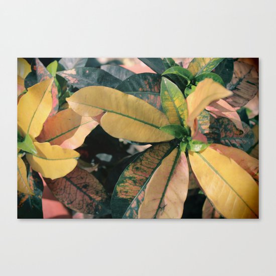 planta Canvas Print