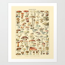 Trippy Vintage Mushroom Chart // Champignons by Adolphe Millot 19th Century Science Artwork Art Print