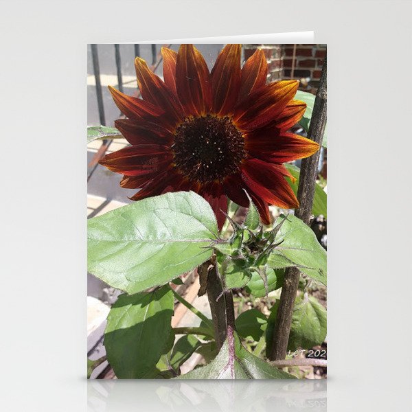 Roja Solflores Stationery Cards